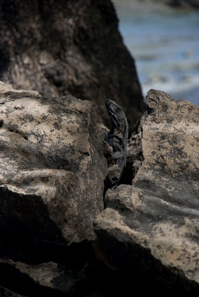 DSC_2195.jpg - Iguana