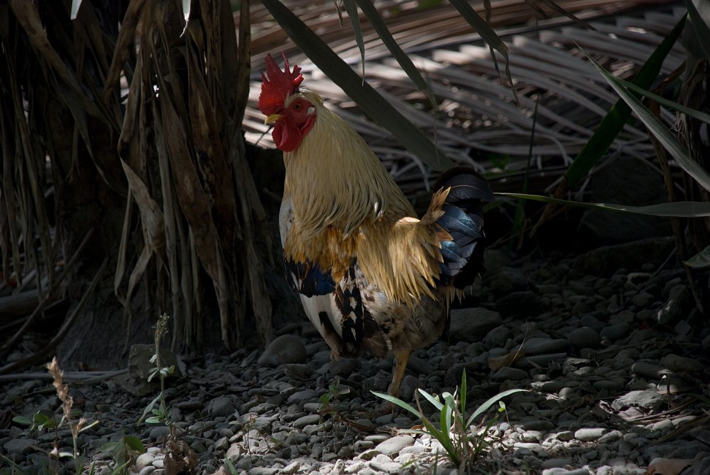 DSC_2246.jpg - Possibly tonight's dinner