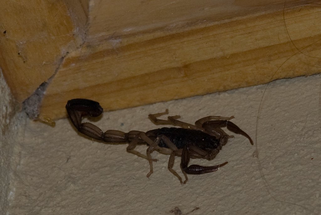 DSC_2317.jpg - Scorpion in Casa Lisa