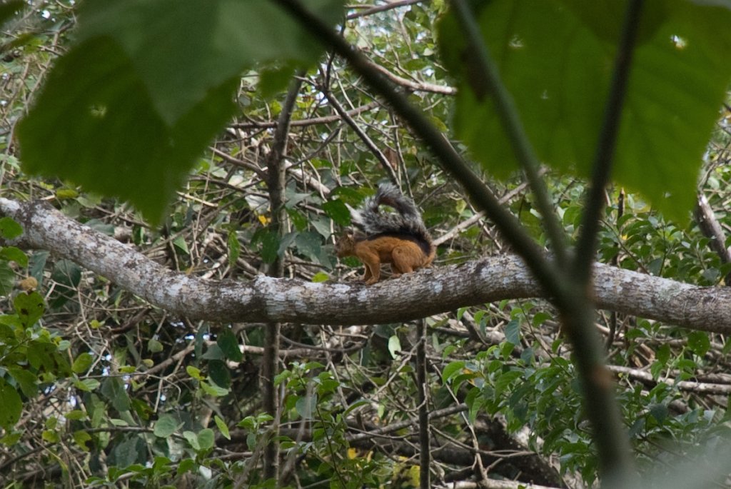 DSC_2318.jpg - One of the odd colored squirrels