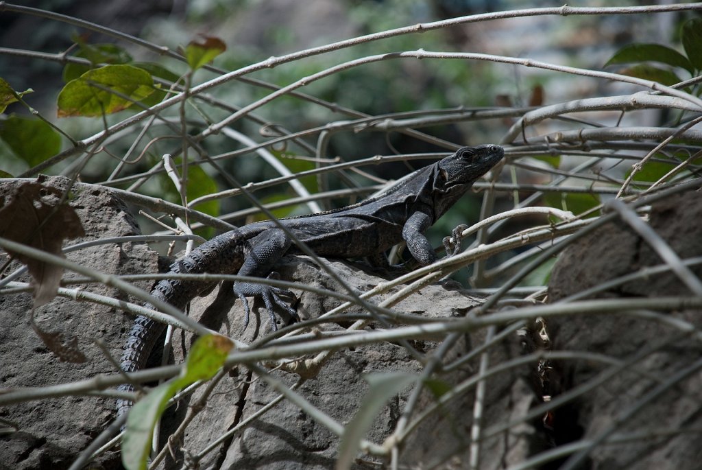 DSC_2353.jpg - Iguana