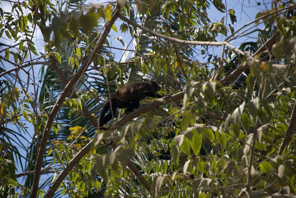 DSC_2463.jpg - Howler monkeys