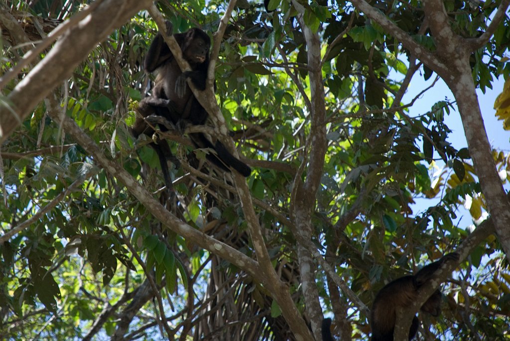 DSC_2470.jpg - Howler monkeys