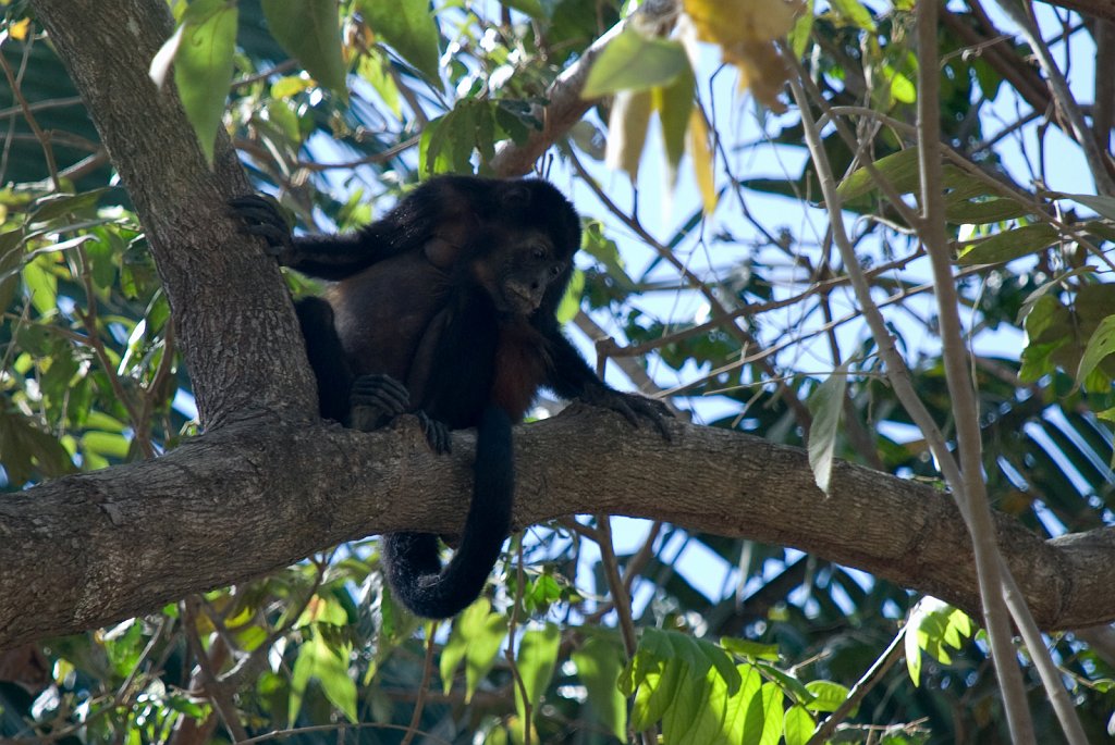 DSC_2472.jpg - Howler monkey