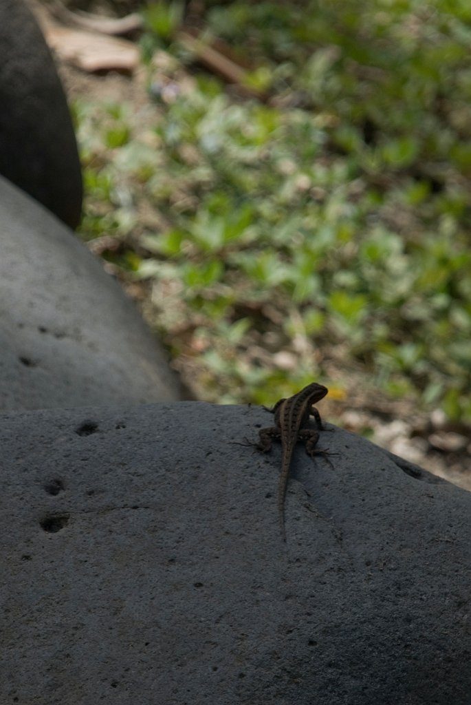 DSC_2501.jpg - Small lizard