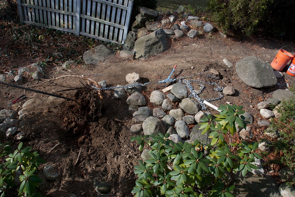 DSC_8285.jpg - I am extracting a pine stump with a hand-operated 'come-along' winch. This is in preparation for planned stone stairs.