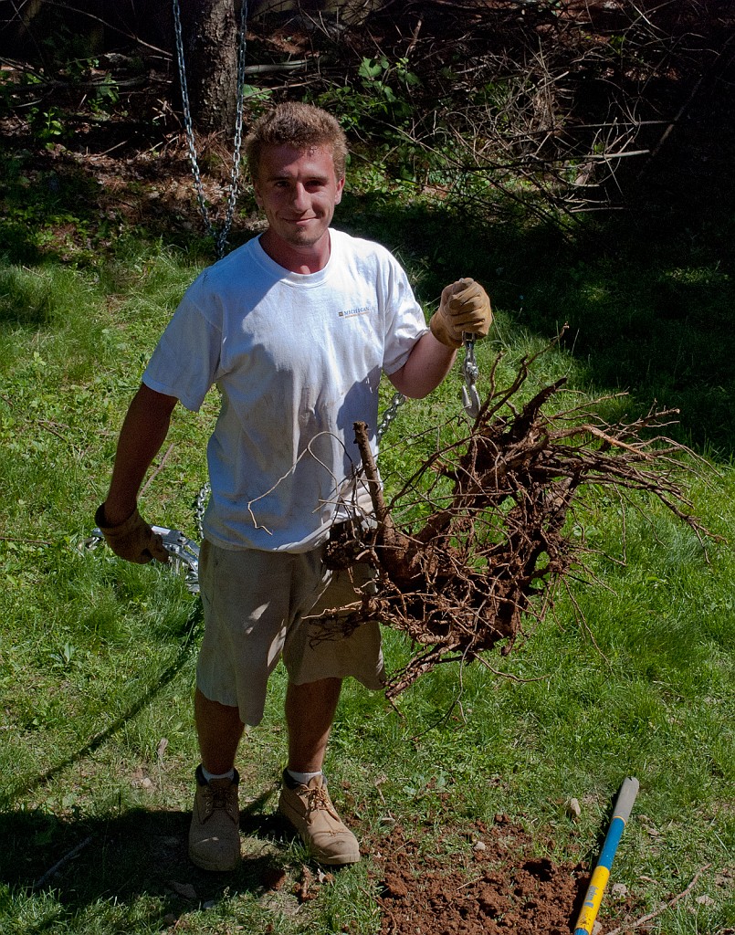 DSC_8568.jpg - Nice catch.  The pine tree was planted with the wire root ball basket intact.