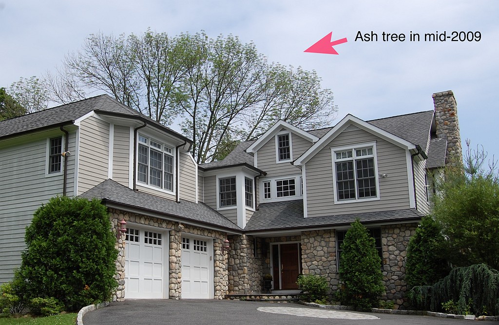 2008Tree.jpg - The large Ash tree in mid-2009.  It later died, creating a hazardous situation.