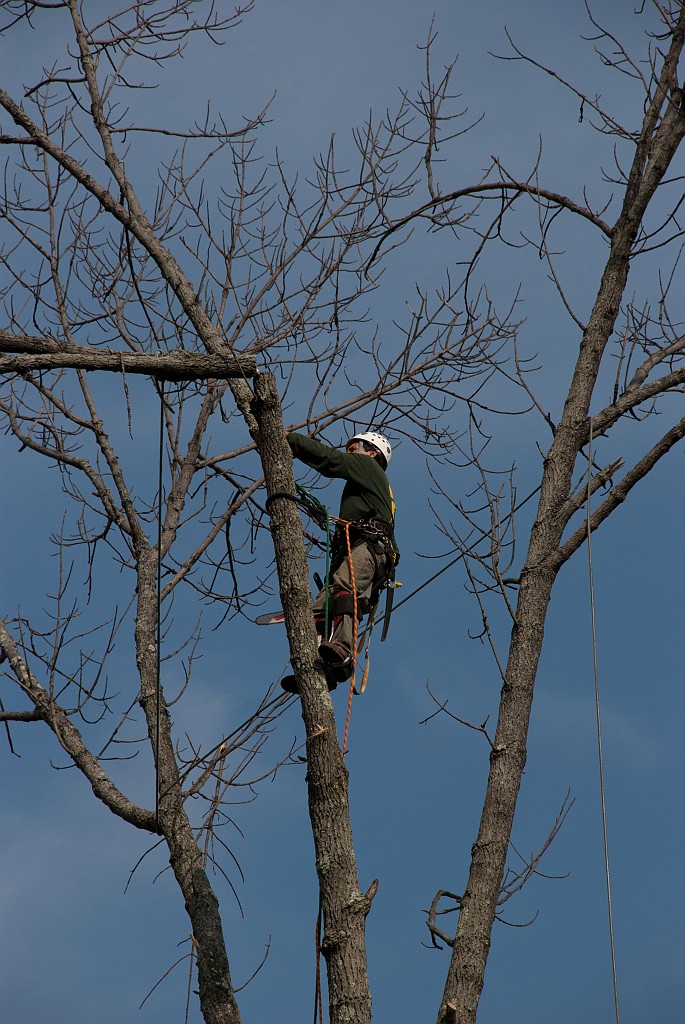 DSC_8107.jpg - Taking down top limbs.
