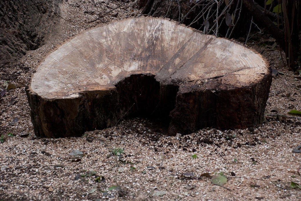 DSC_8198.jpg - The trunk had split some years ago and then rot fatally weakened the tree.