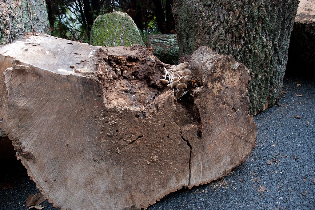 DSC_8203.jpg - This shows why the tree had to be taken down.