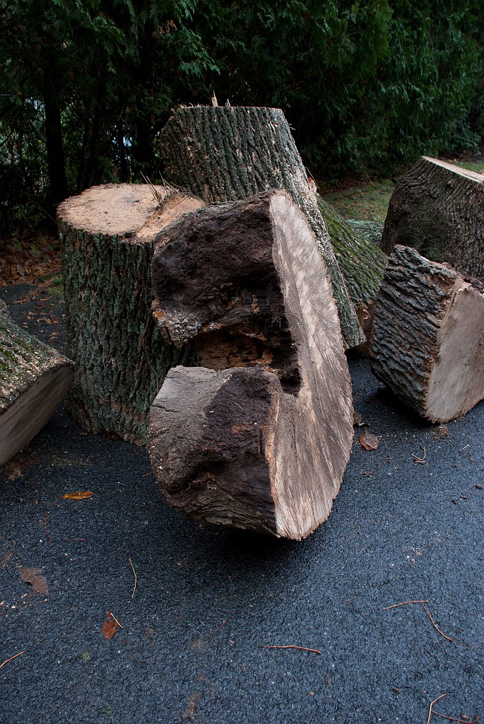 DSC_8204.jpg - It was once a great ash.